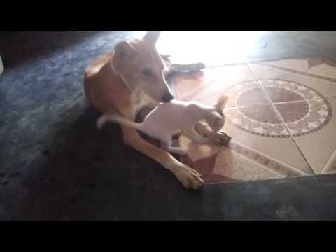 Dog and cat funny keshav