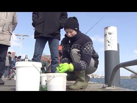 Heringsangler in Kappeln wegen Fischabfällen in der Kritik