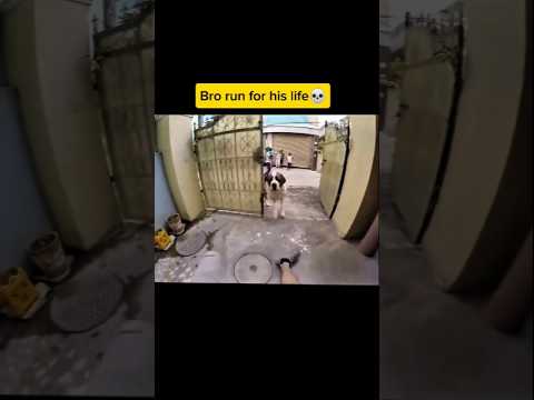 Aggressive dog attack #viralvideo