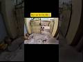 Aggressive Dog Attack Viralvideo