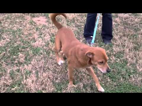 Cash PA, an adopted Redbone Coonhound & Labrador Retriever Mix in Lytle, TX_image-1