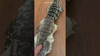 Lizard Tegu Enclosure Shedding Skin #lizard #shedding #teguenclosure #beardeddragonlife