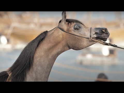 🌟 D EXPO 🌟⁣ Gold Champion Yearling Filly⁣, 2022 KIAHF