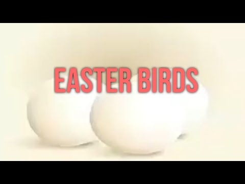 Easter Birds Animation Colourful
