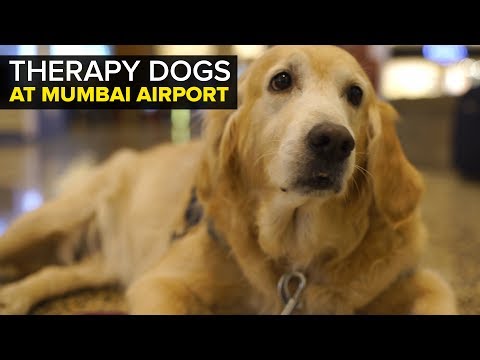 Therapy Dogs at Mumbai Airport - Better India