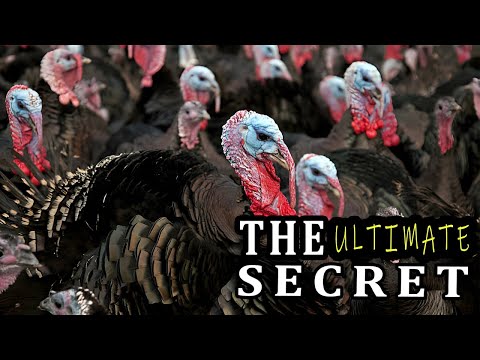How to Get More Turkeys Quickly: 4 Tips