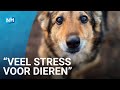 Dierenasiels vrezen dat huisdieren 'retour' gaan na crisis