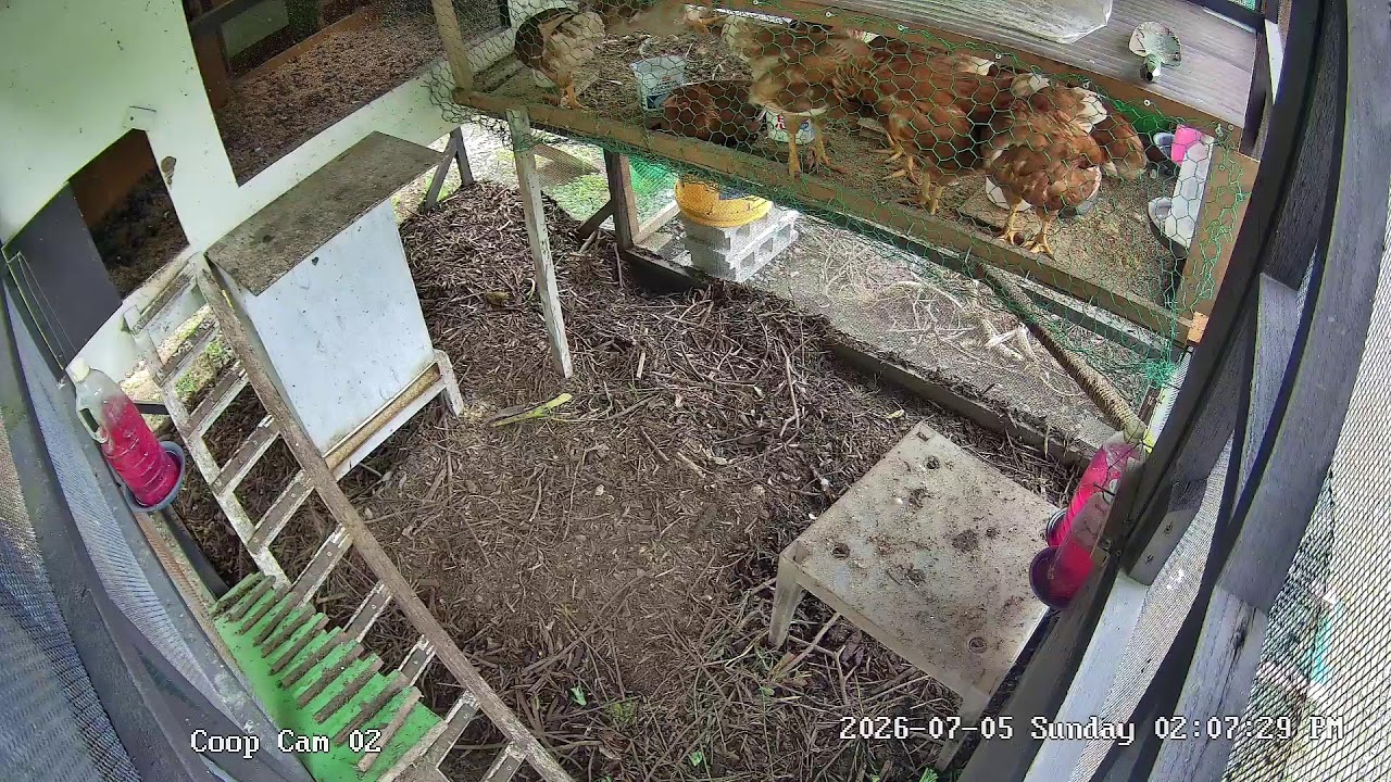 Live webcam view of Cámara del Gallinero