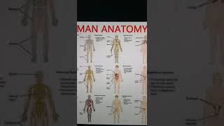 Mtf ; Ftm ; Hermaphroditism and your Energy systems