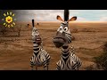 Alex Doesn T Recognize Marty Madagascar Escape 2 Africa
