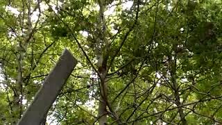 Download lagu Suara kumbang hutan mp3