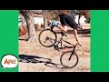 We KNOW How This FAILS Funny Videos AFV 2020