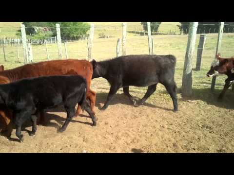 En Venta, 60 Terneras Florida.