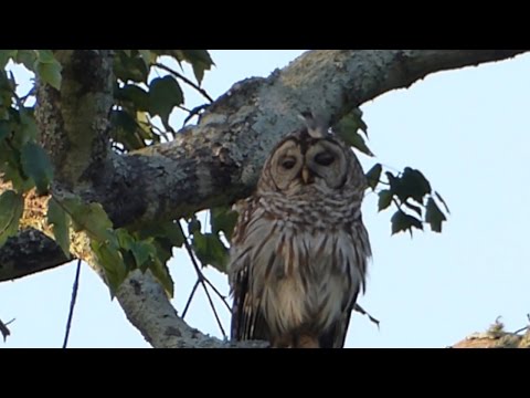 This Owl Doesn't Care
