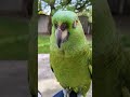 Forrest saying "hello boopsie"