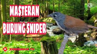 Download lagu MASTERAN BURUNG SNIPER JERNIH GEMERICIK AIR mp3 Download lagu MASTERAN BURUNG SNIPER JERNIH GEMERICIK AIR mp3