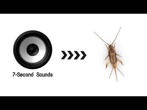 || Cricket Insect Sound ||