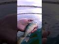 Video Thumbnail for Perch fishing | Catch and Release  #shorts #fishing #short