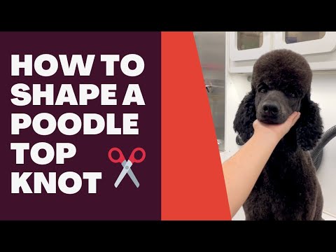 HOW TO SHAPE A POODLE TOP KNOT ✂️