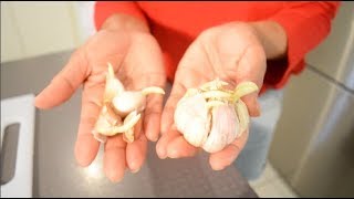 How To Plant Sprouted Garlic At Home