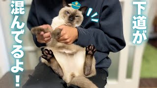 交通情報を教えてくれる元野良の保護猫ｗw【シャム猫/シャムミックス＆ノルウェージャンフォレストキャット】#cat #japanesecat