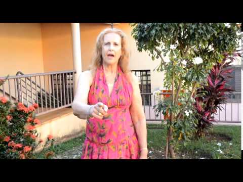 O Dinheiro Em Nossas Vidas - Licionina Barreto
