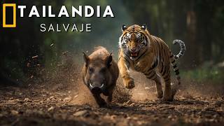 TAILANDIA: Tierra indómita [Documental completo 4K]