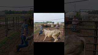 Another Close Call With a Brahma #cattle #ranching #farmlife