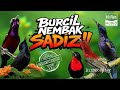 INI WAJIB 24 JAM MASTERAN BURCIL TEMBAKAN TAJAM AUTO JUARA