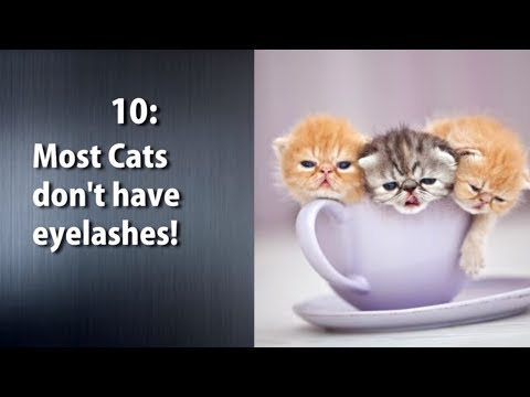 10 Mind Blowing Facts about Cats