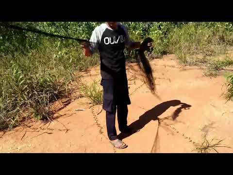 download lagu mp3 mp4 Cara Memasang Jaring Burung, download lagu Cara Memasang Jaring Burung gratis, unduh video klip Cara Memasang Jaring Burung