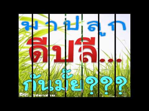 การเก็บดีปลี by ไร่ตาชาย