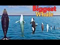 Whale Height Showdown Blue Vs Humpback What S The Tallest