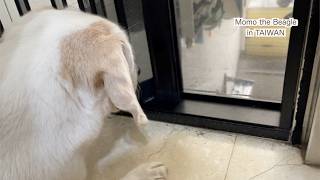 ビーグル犬モモが網戸をぶちやぶってしまったので新しい網戸を取り付けることになった