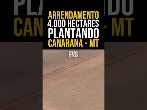 4.000 HA PLANTANDO - ARRENDAMENTO EM CANARANA NO MATO GROSSO
