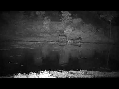 Djuma: Four Hippos - 23:30 - 06/26/2022