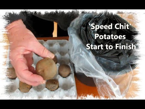 download lagu mp3 mp4 Speed Potatoes, download lagu Speed Potatoes gratis, unduh video klip Speed Potatoes