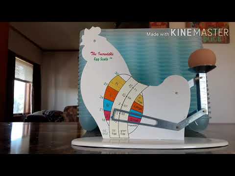 The Incredible Egg Scale
