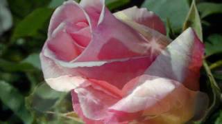 Una Rosa de Francia Barbarito Diez