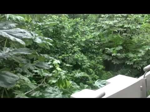 EL YUNQUE CARIBBEAN RAIN FOREST-PR HD 5