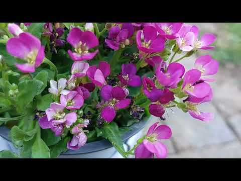 Spring Flowers in our Garden #2025