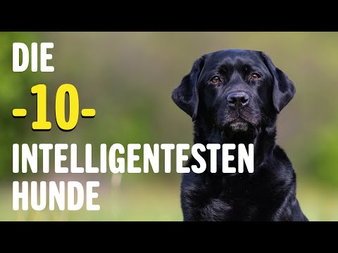 Die 10 INTELLIGENTESTEN Hunde - Welches ist der klügste Hund? | Tierwelt