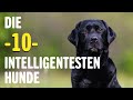 Die 10 INTELLIGENTESTEN Hunde - Welches ist der klügste Hund? | Tierwelt