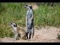 Meerkats Ground Squirrels