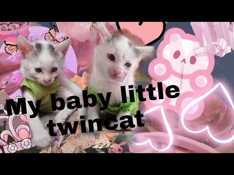 #MyTwinBaby#CatFunny#video@rowena'svlogPH