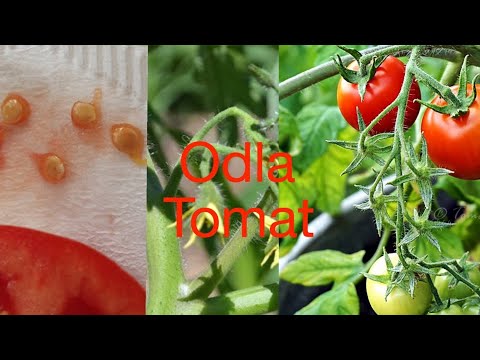 , title : 'Odla tomat, från fröna på en tomat till nya tomater.'