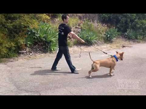 Kush-Dog Aggressive among other things.