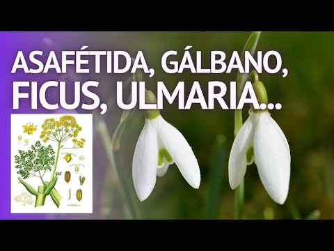 PLANTAS MEDICINALES Asa fétida, Ferula, Gálbano, Ulmaria, Filipendula, Galanthus,Campanilla invierno