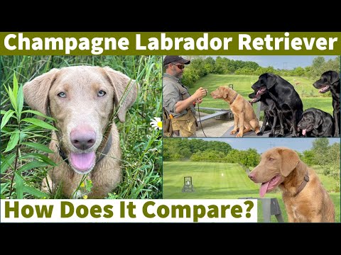 Champagne Labrador Retriever | How does it compare to Black Labrador Retrievers?