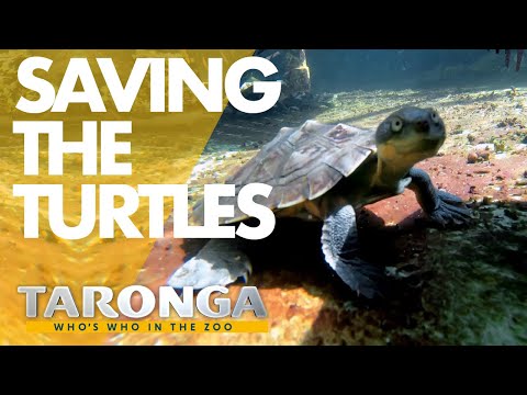 Race to save turtle from extinction | Taronga: Who's Who in the Zoo